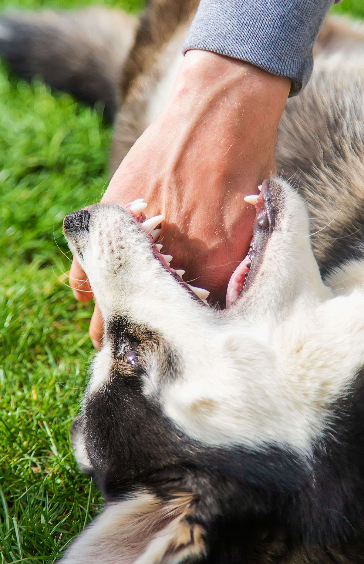 A husky biting a human hand