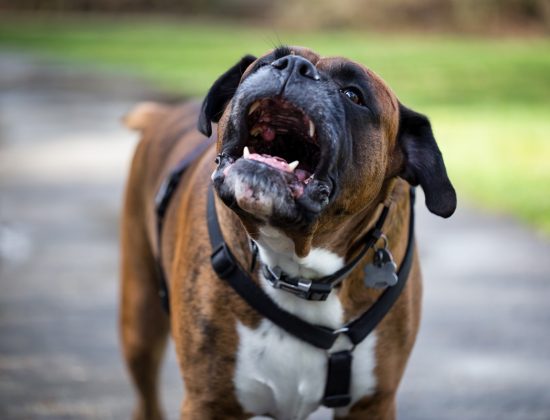 A boxer barking